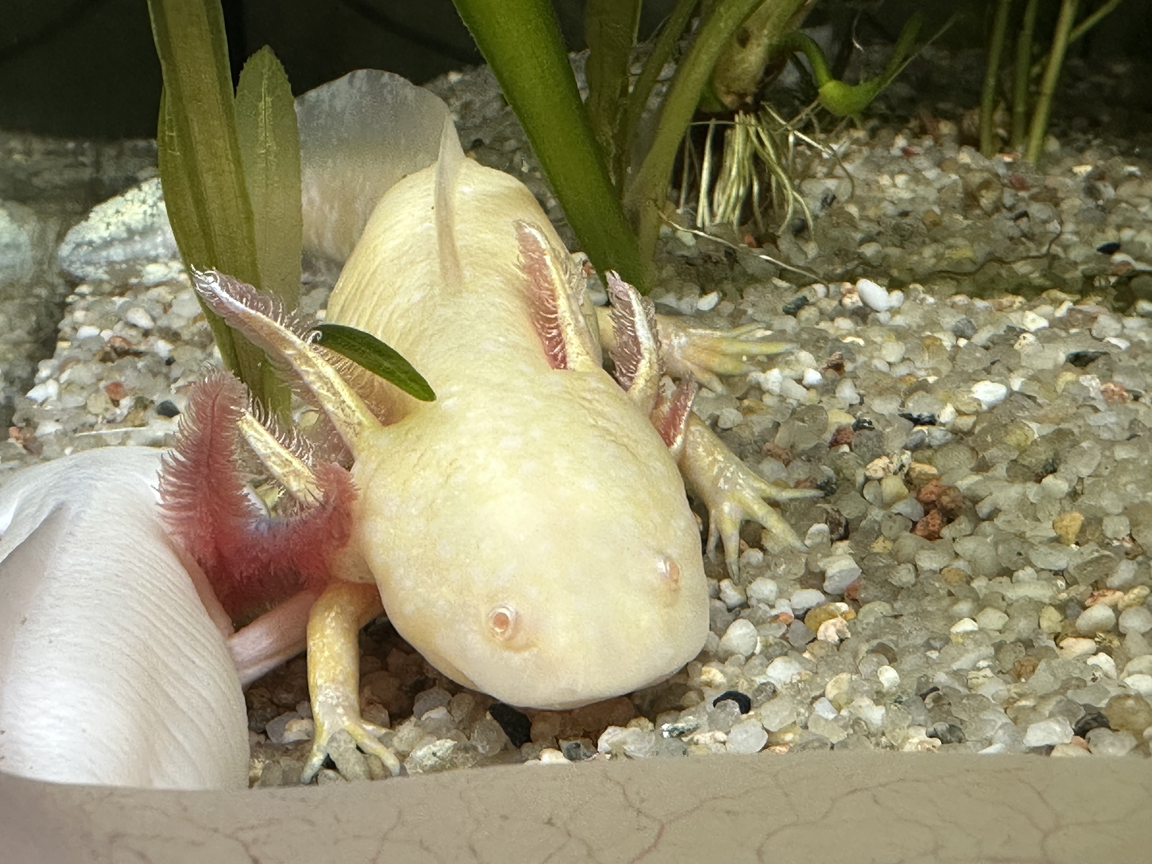 Jungtiere aus MV, Tierversand möglich 