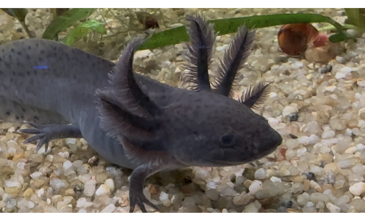 Axolotl Jungtiere 