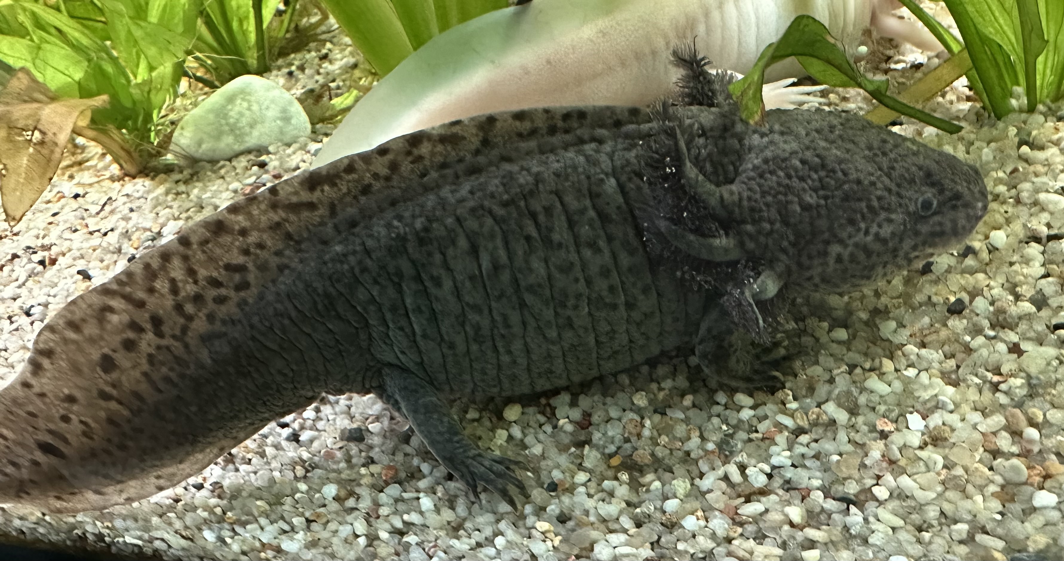 Axolotl Weibchen aus MV