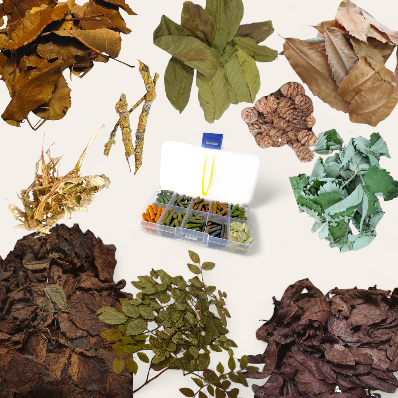 Verschiedene Laubsorten  - Garnelenfutter