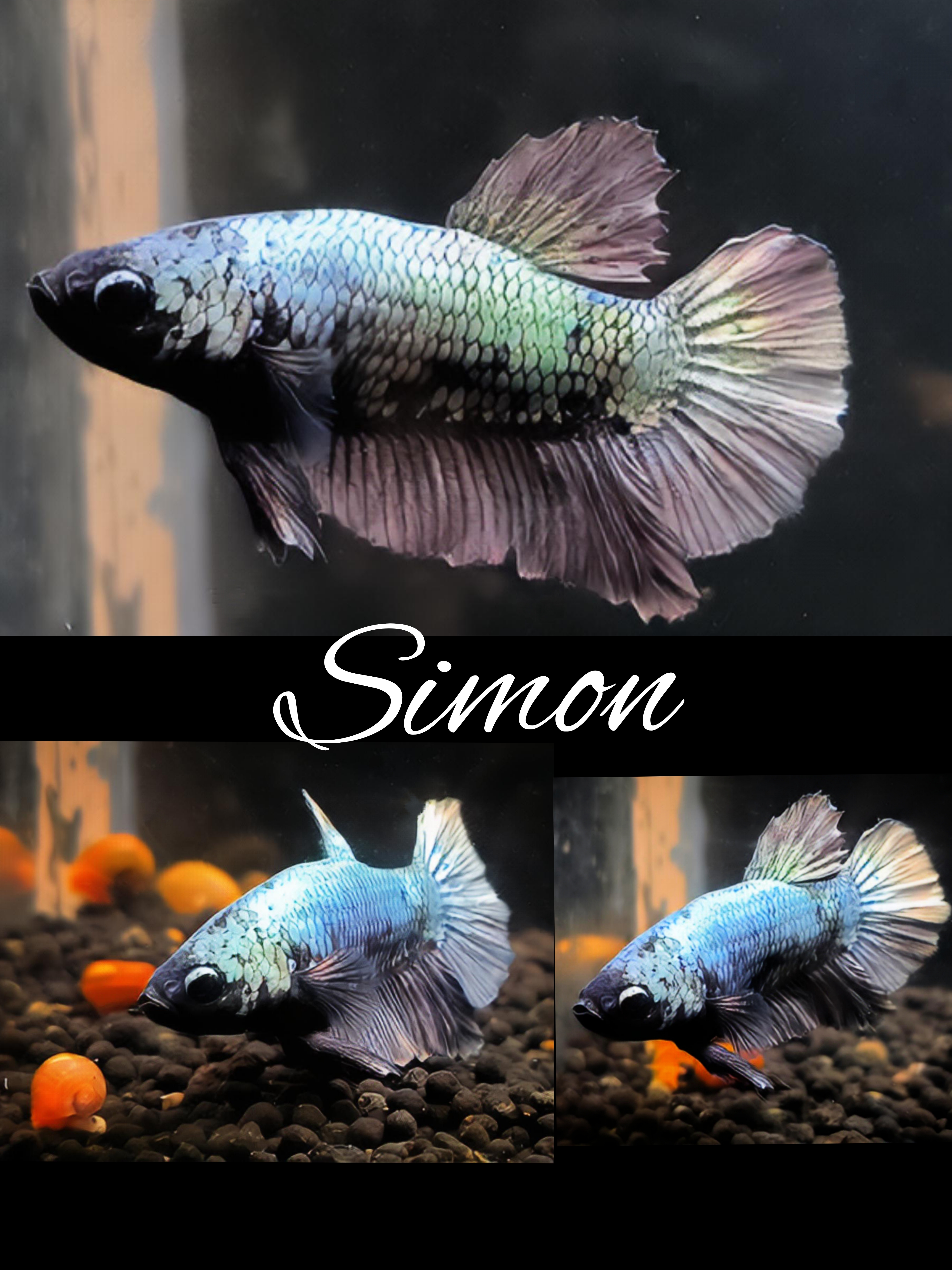 Betta splendens Kampffisch Plakat Avatar, Copper, Multicolor, Marble 