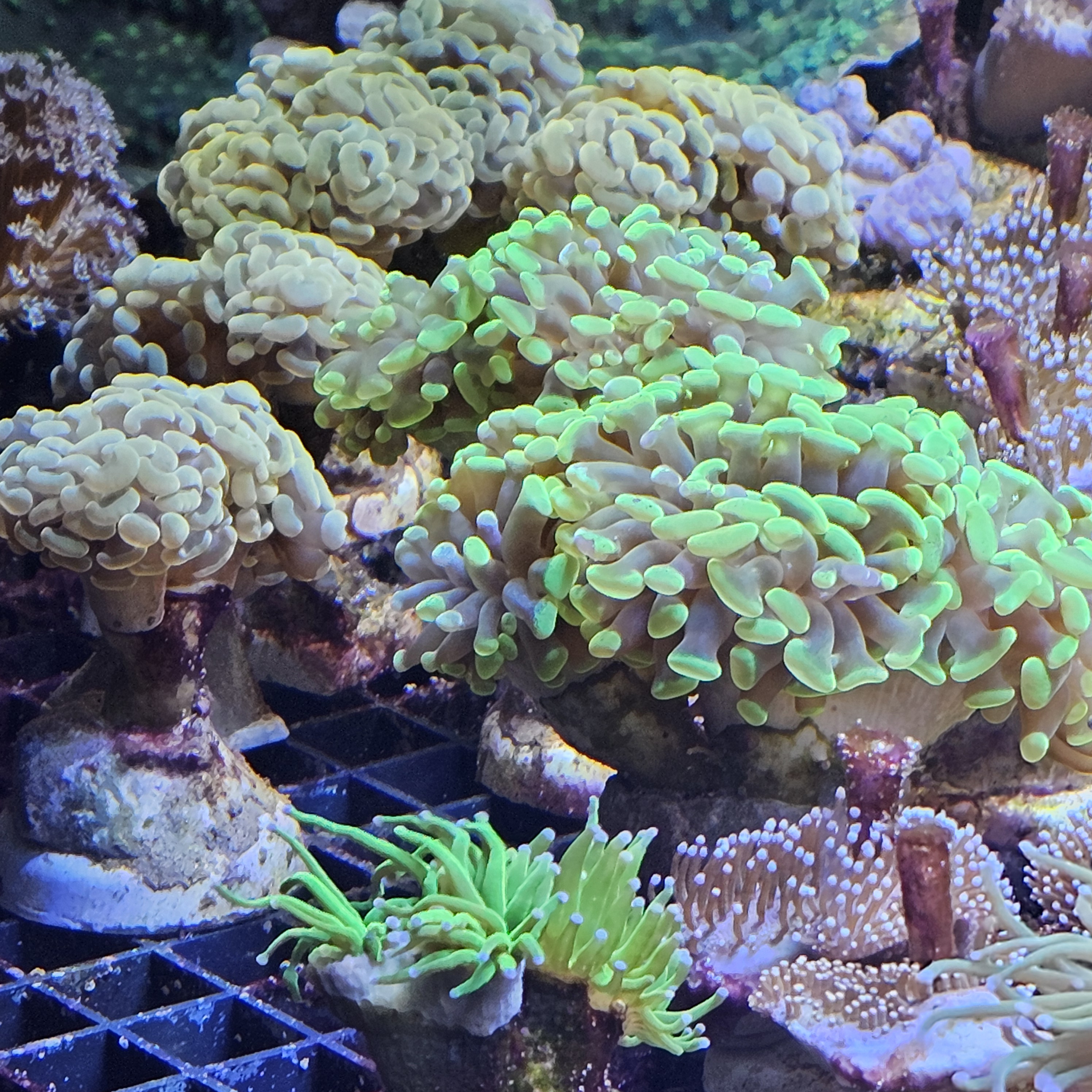 LPS, SPS und Lederkorallen 