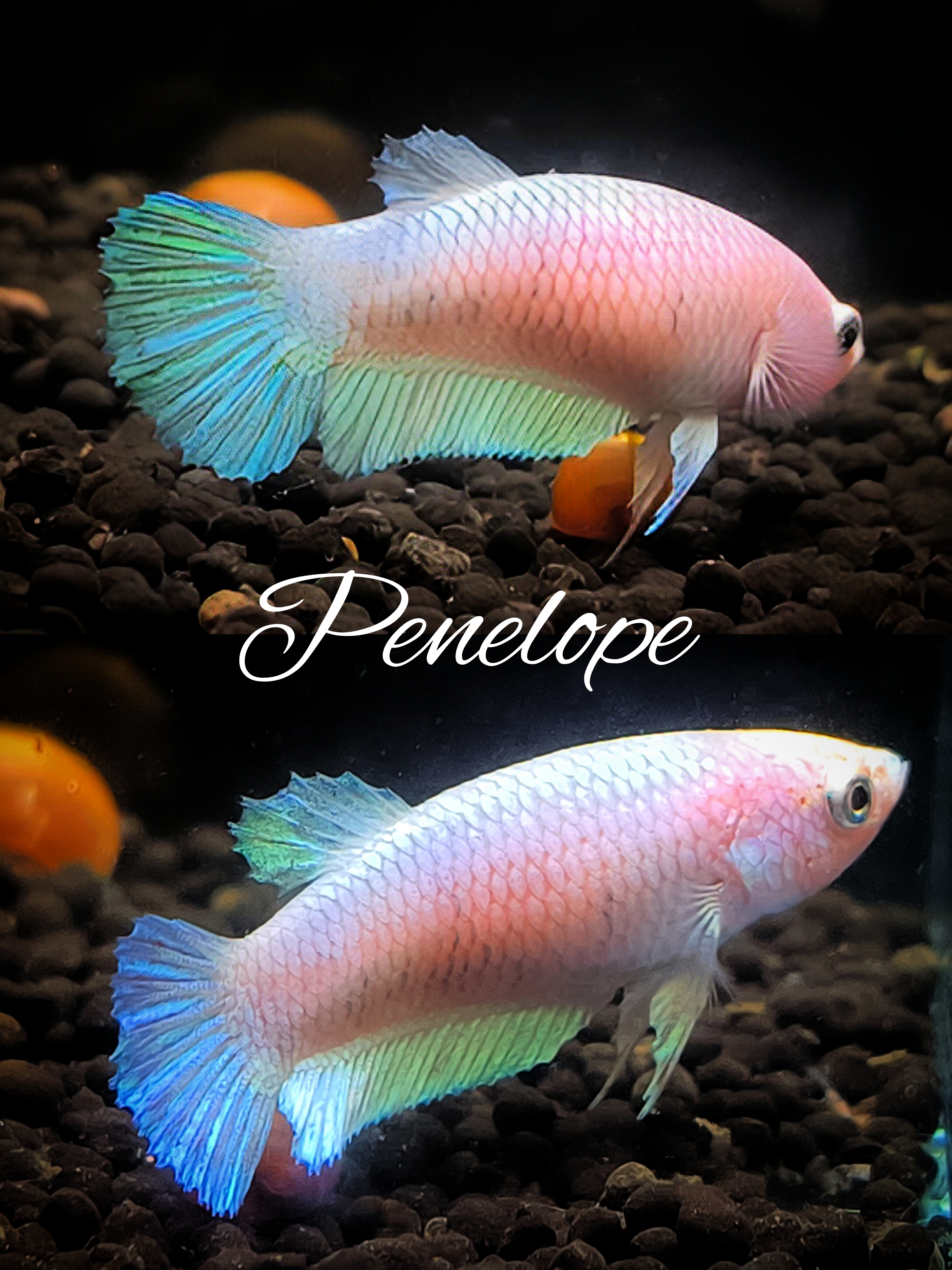 Betta splendens Kampffisch Plakat Avatar, Copper, Multicolor, Marble 
