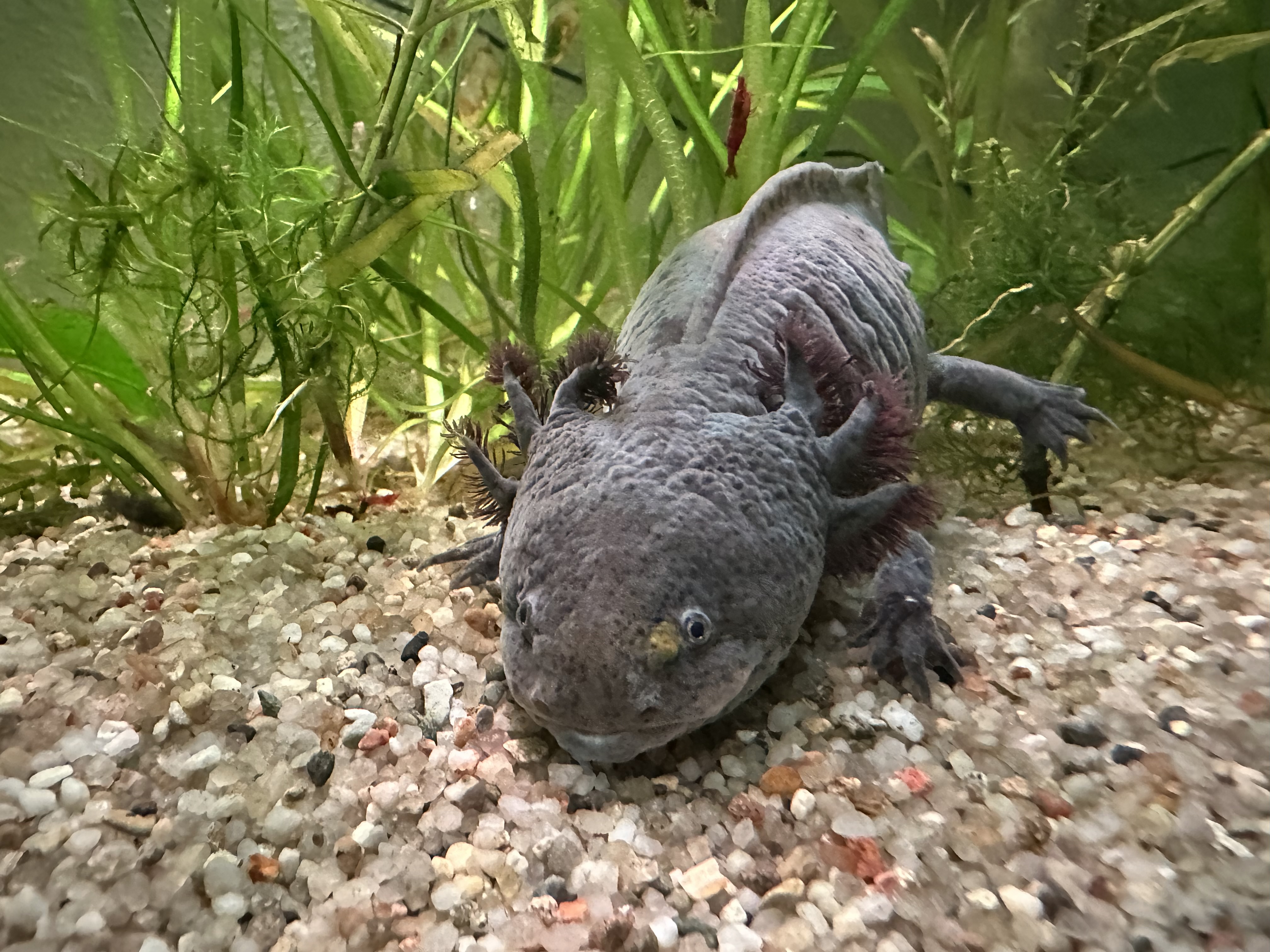 Axolotl Weibchen aus MV