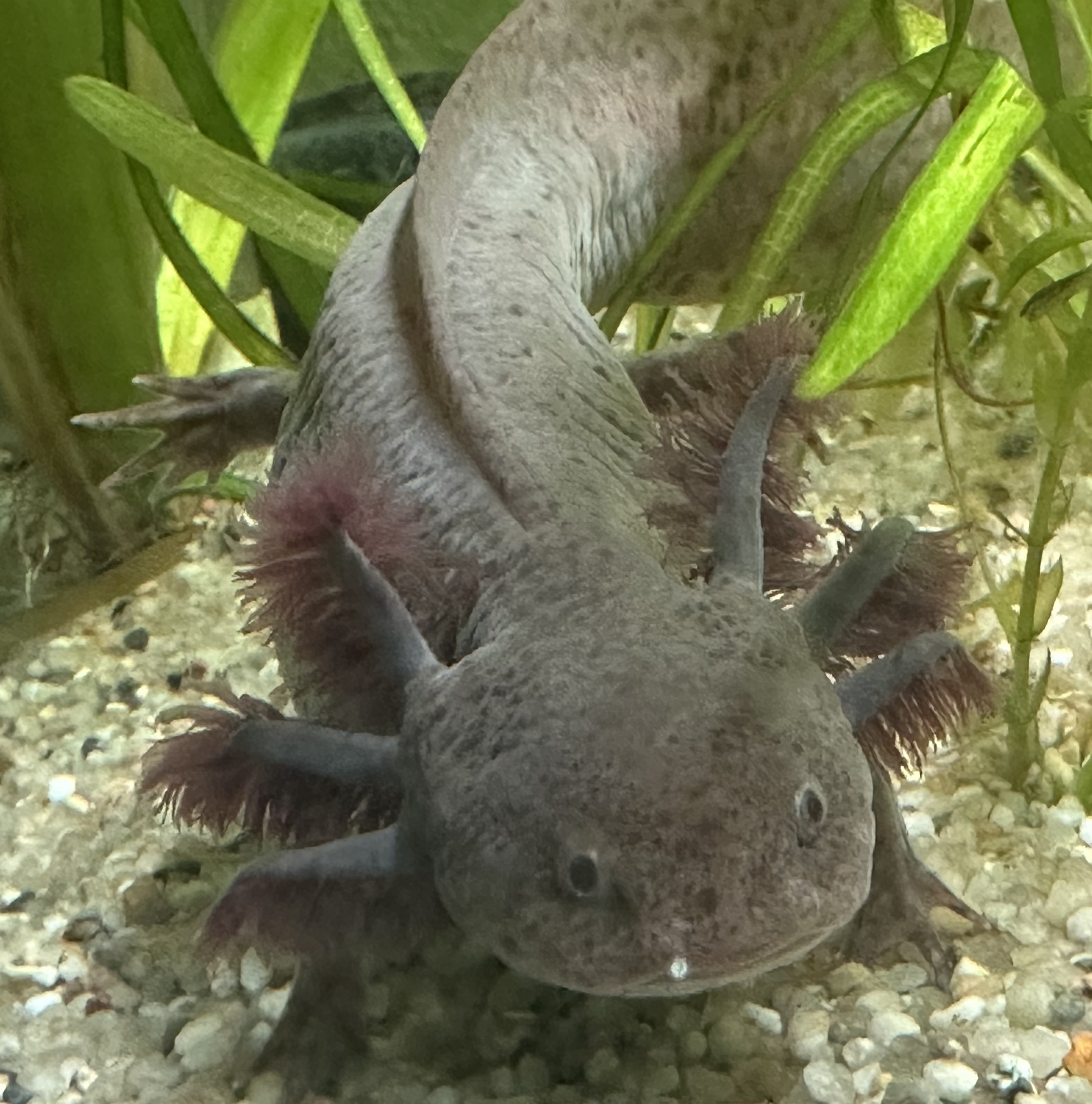 Axolotl Weibchen aus MV
