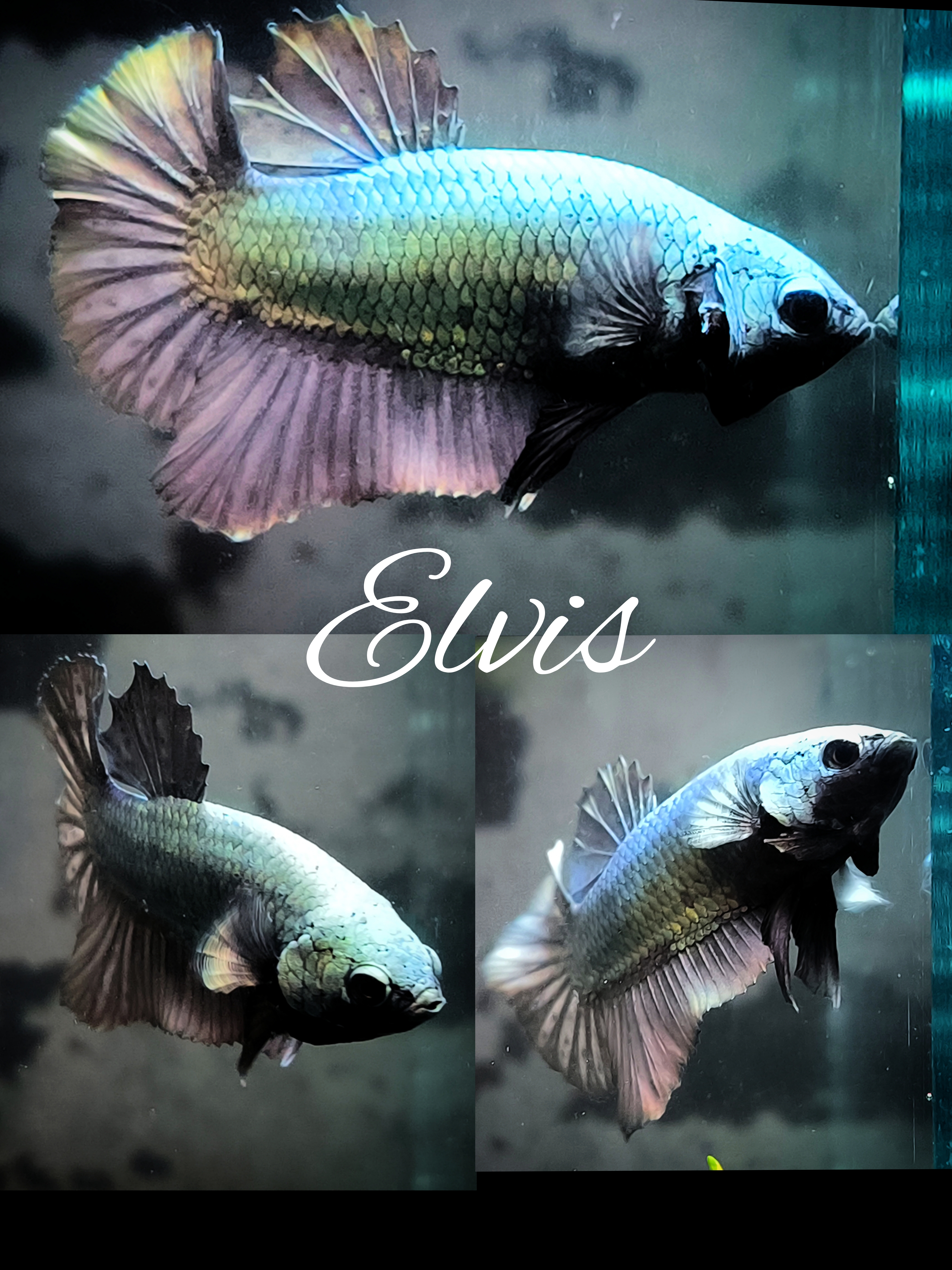 Betta splendens Kampffisch Plakat Avatar, Copper, Multicolor, Marble 