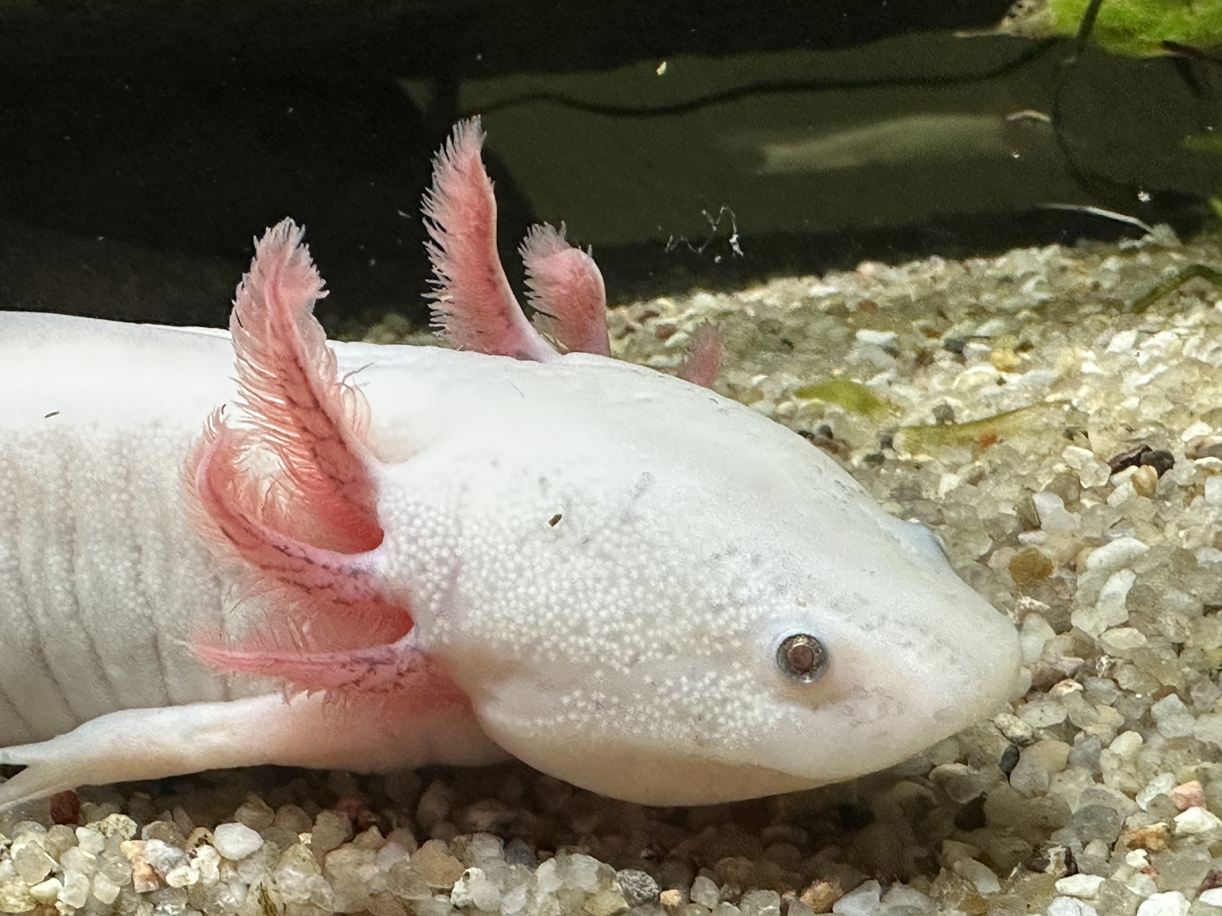 Jungtiere aus MV, Tierversand möglich 