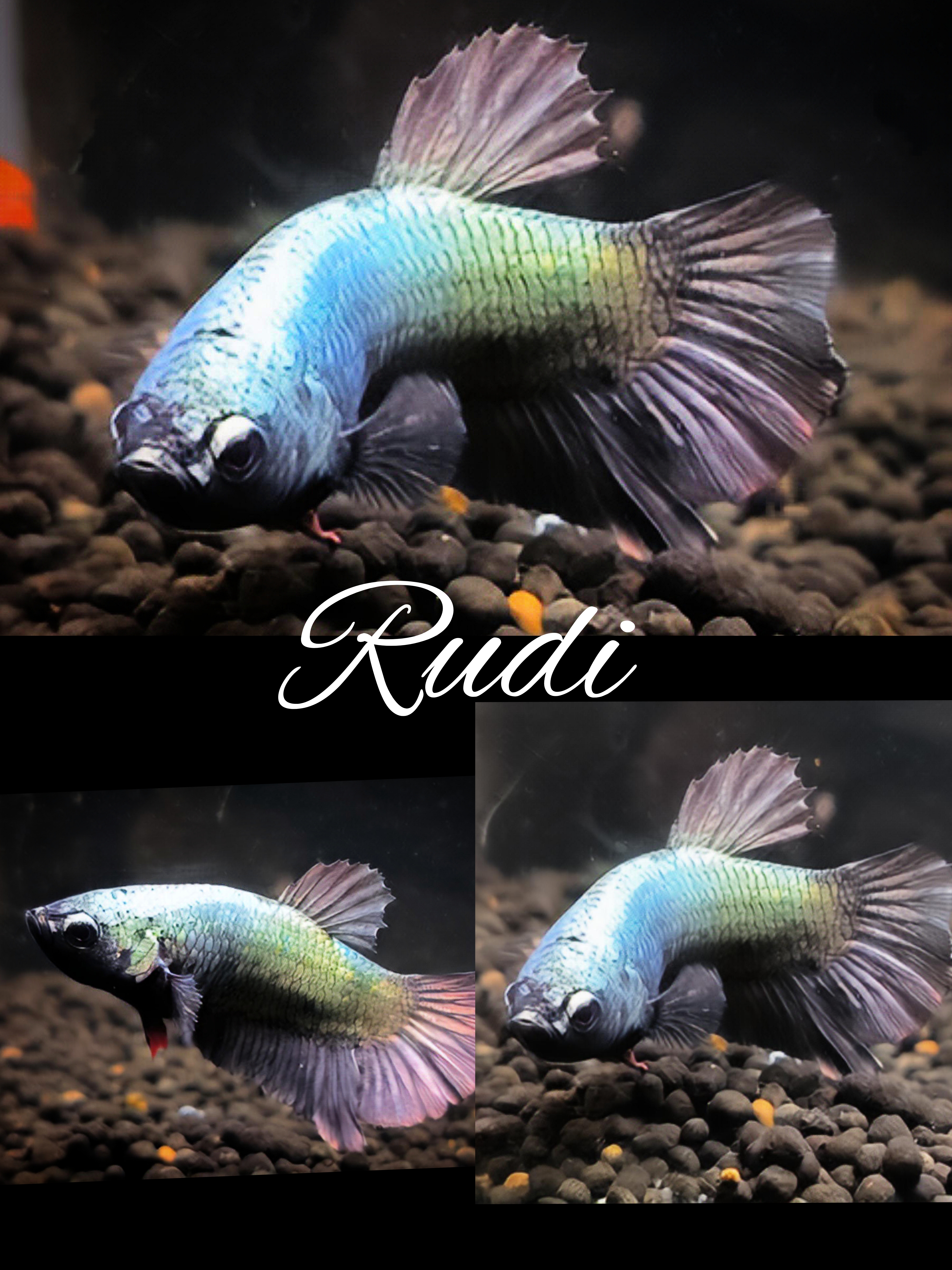 Betta splendens Kampffisch Plakat Avatar, Copper, Multicolor, Marble 