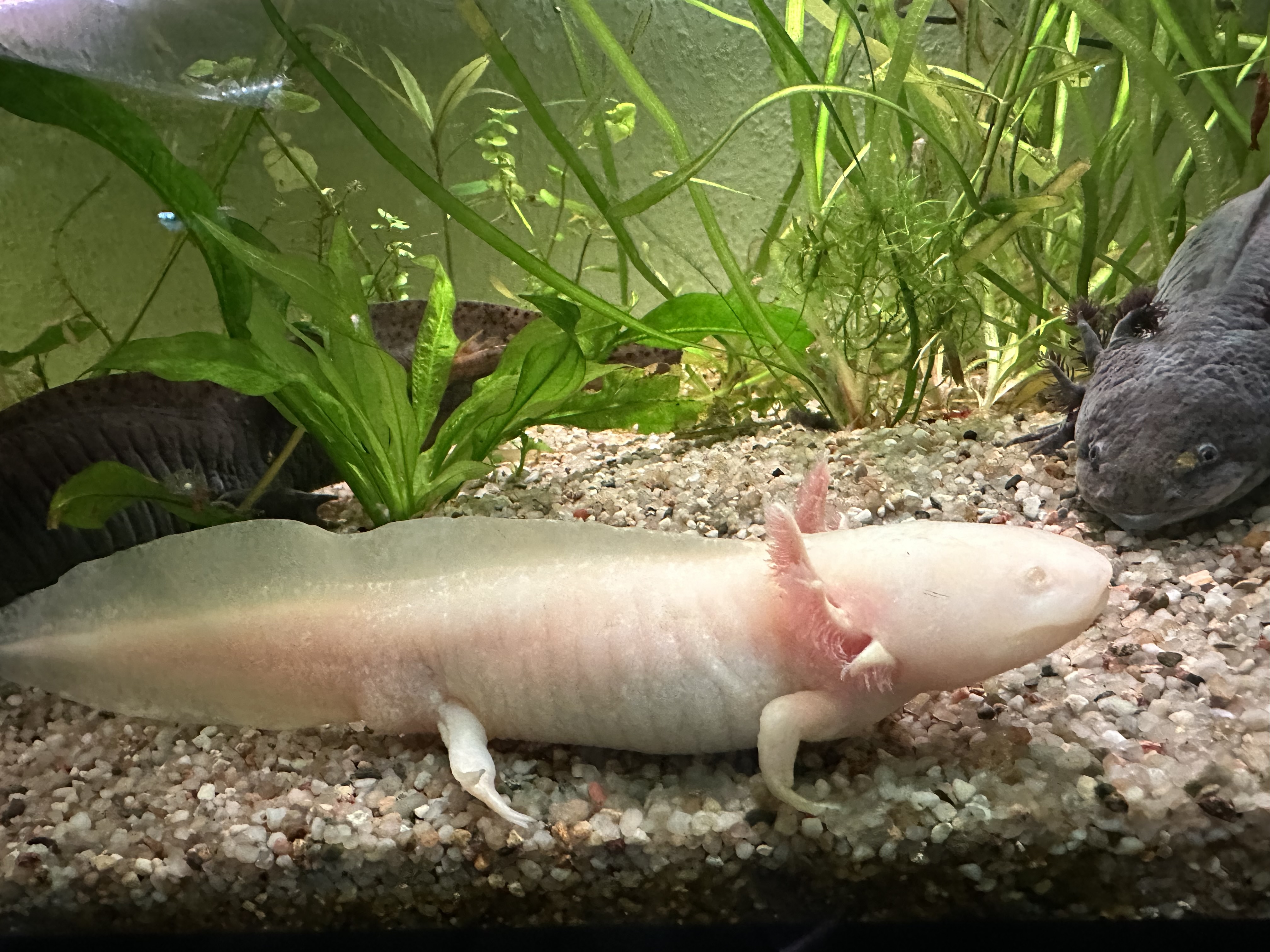 Axolotl Weibchen aus MV