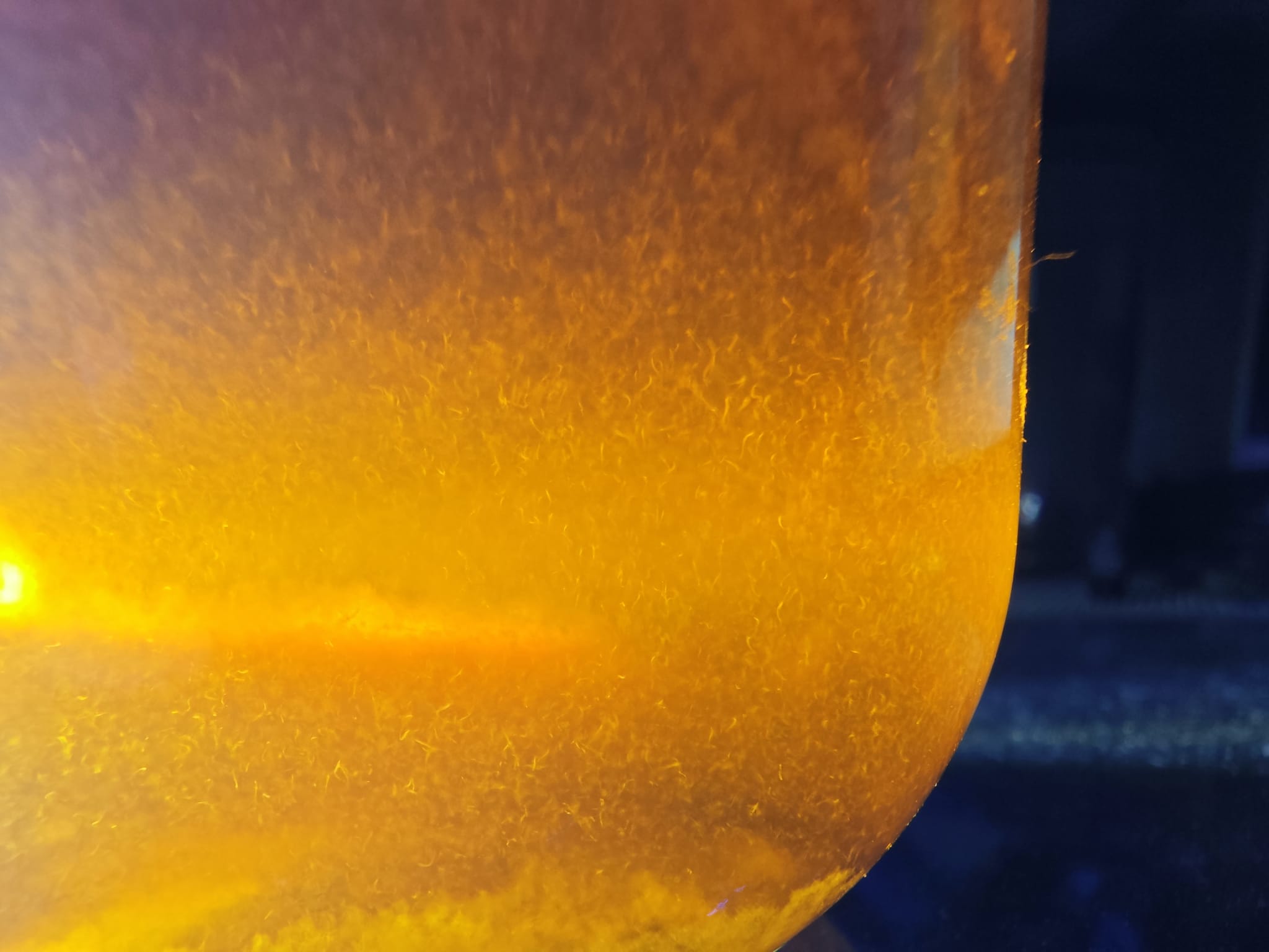 Essigälchen Zuchtansatz - Aufzuchtfutter für Zierfische