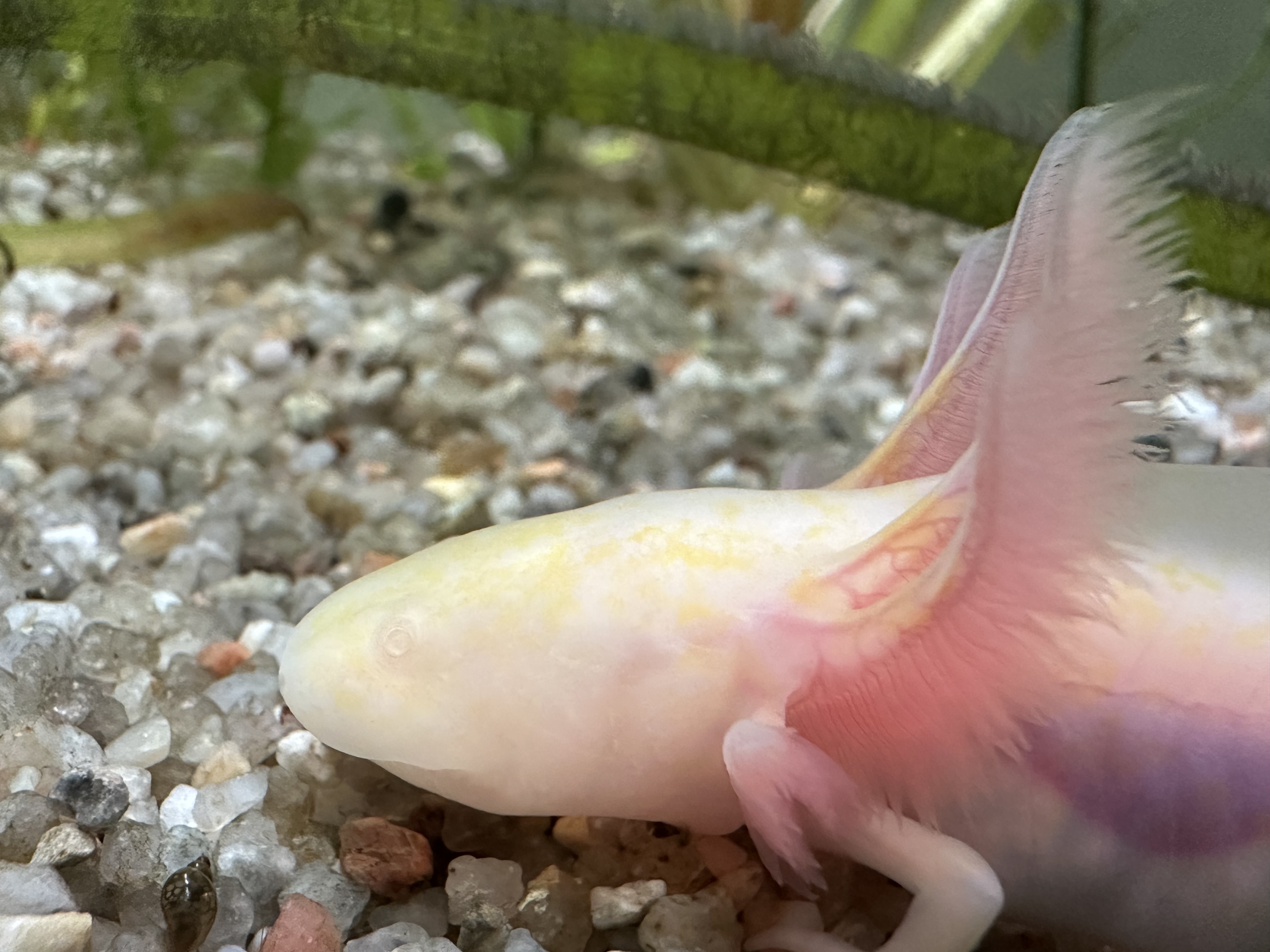 Axolotl Jungtiere 