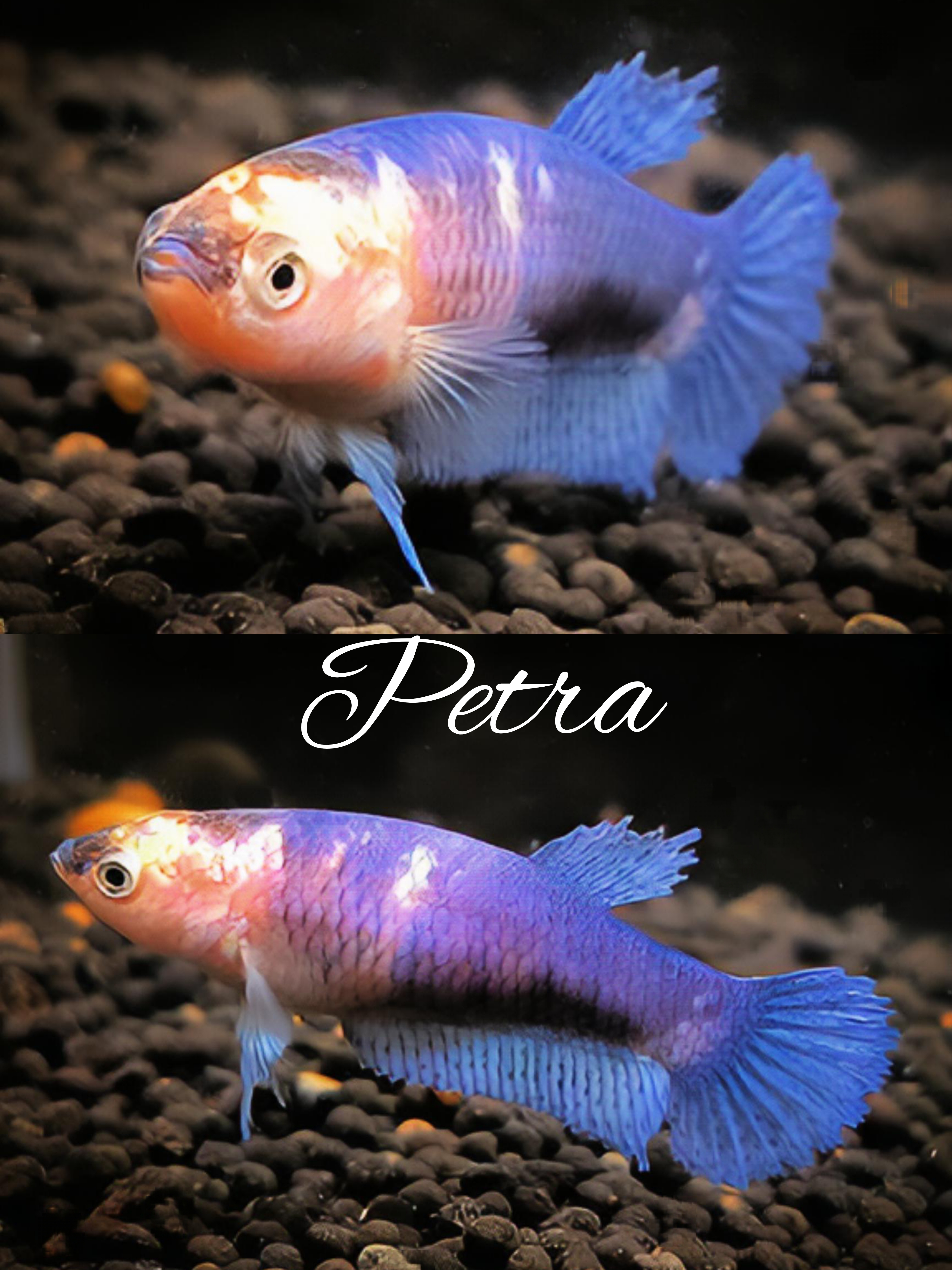 Betta splendens Kampffisch Plakat Avatar, Copper, Multicolor, Marble 