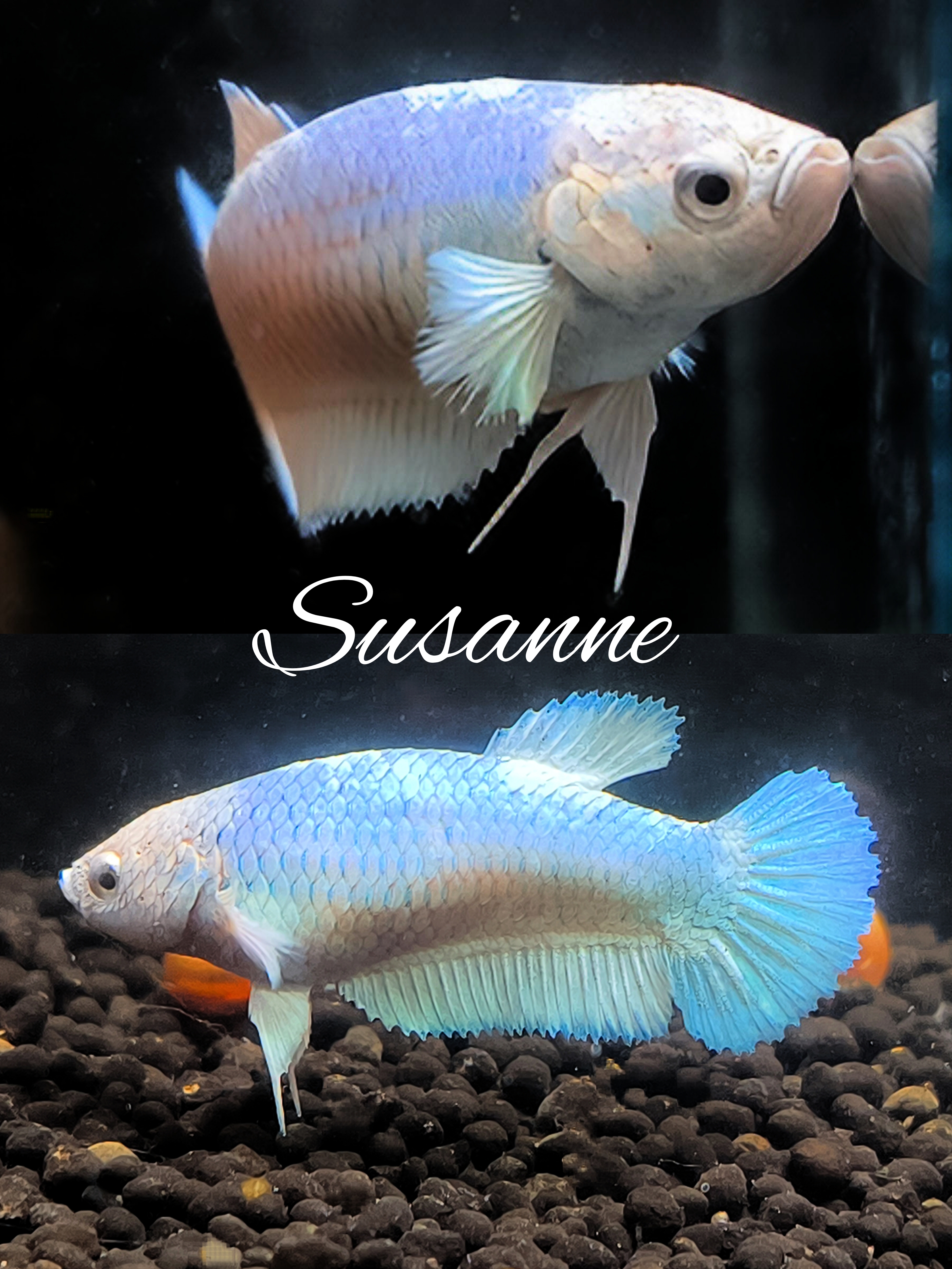 Betta splendens Kampffisch Plakat Avatar, Copper, Multicolor, Marble 