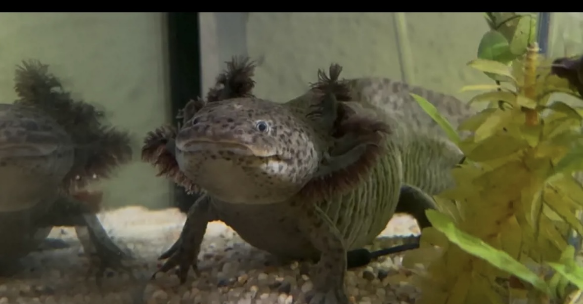 Axolotl Weibchen aus MV