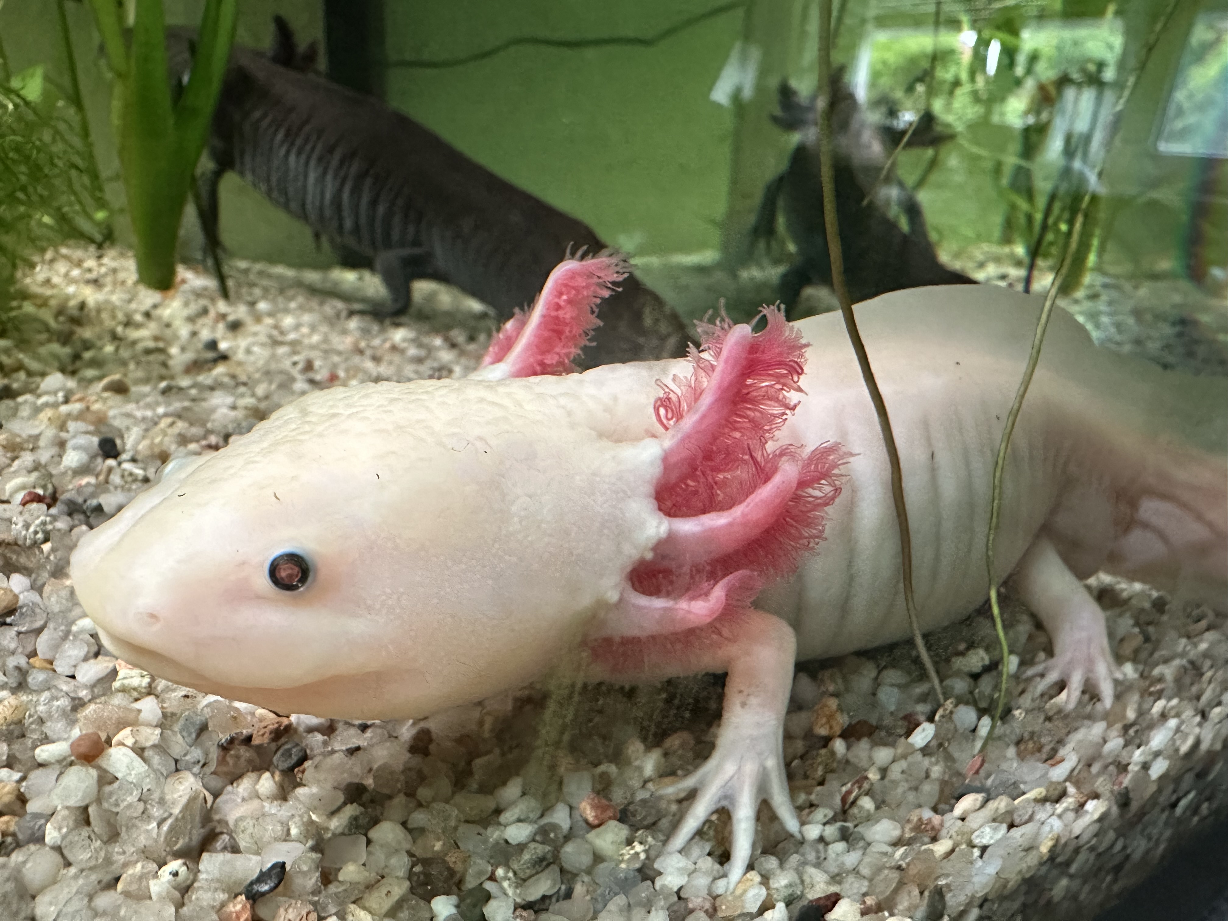 Axolotl Weibchen aus MV