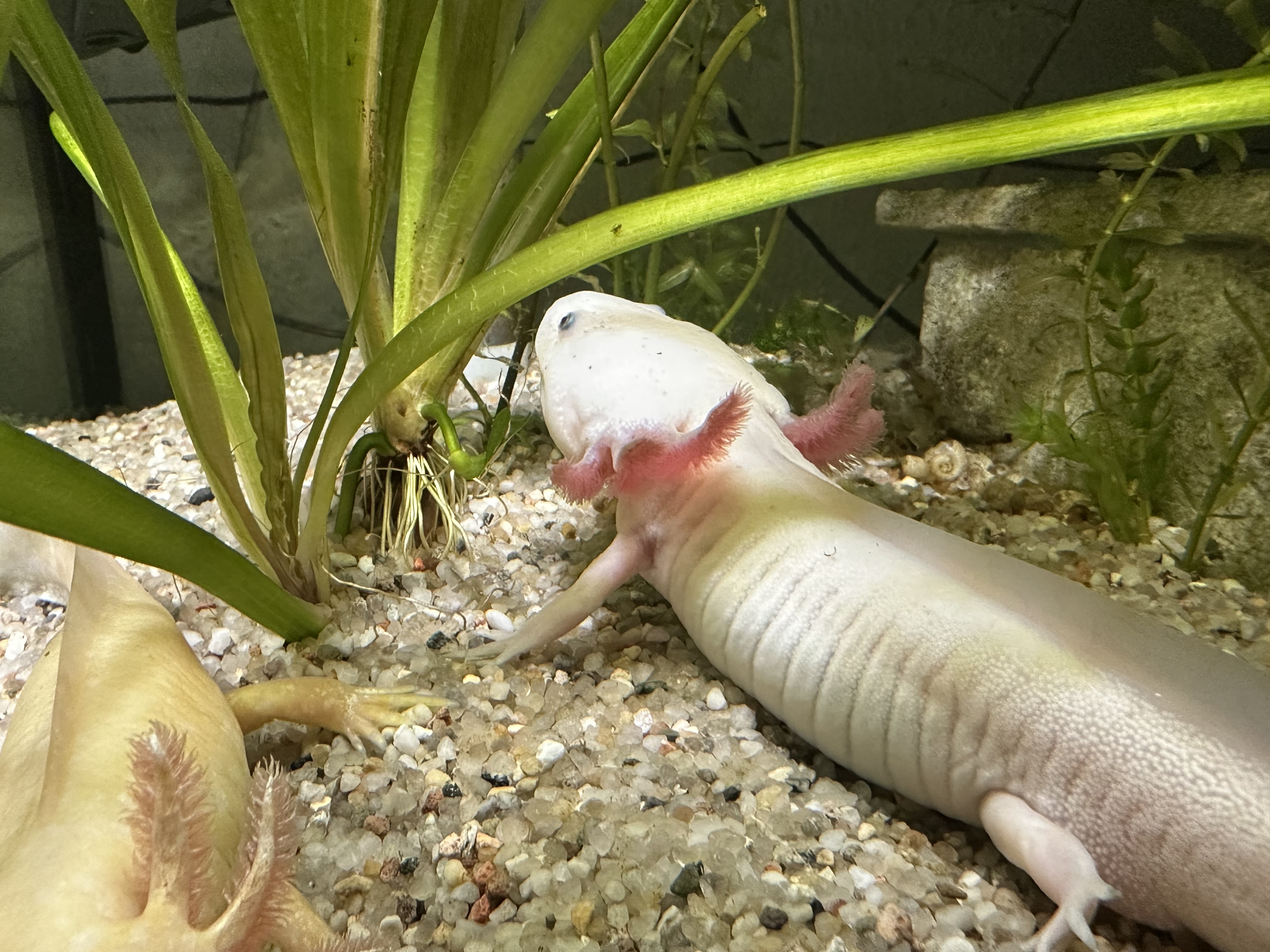 Jungtiere aus MV, Tierversand möglich 