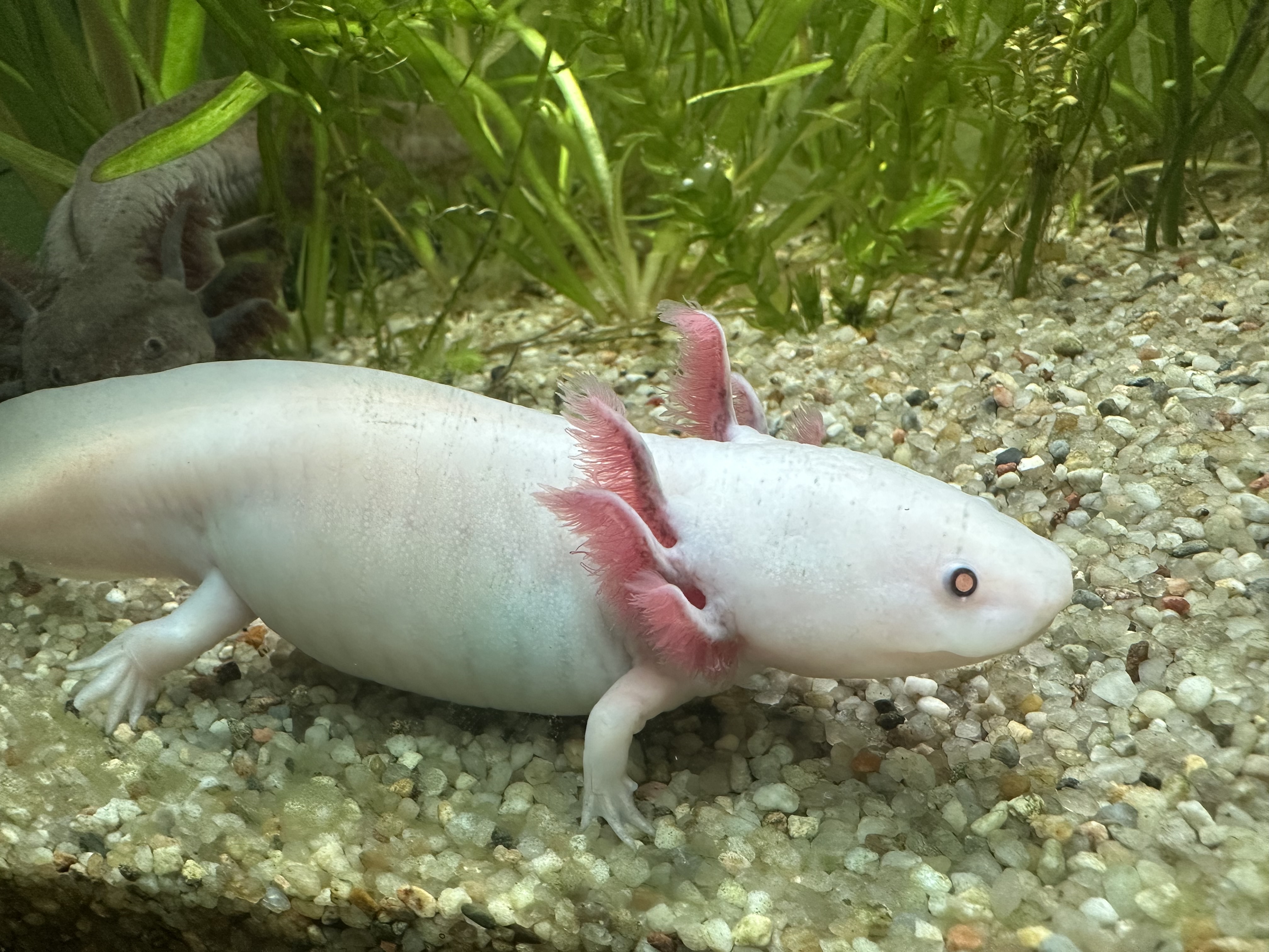 Axolotl Weibchen aus MV