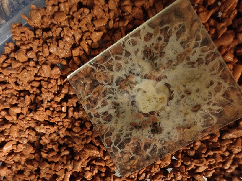 Grindalwürmer XL - Ansatz